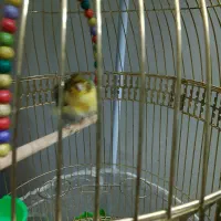 قناری ماده ابلغ پرتغالی فر معاوضه بانر مست خوان|پرنده|چناران, |دیوار