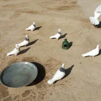 کبوتر طوقی|پرنده|تهران, شکوفه|دیوار