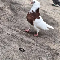 کفتر رنگه کاکلی|پرنده|مشهد, نظام دوست|دیوار