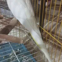 جفت عروس هلندی