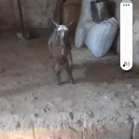 دوتا بیگ‌ نر شیری چاق|حیوانات مزرعه|ایذه, |دیوار