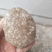 سنگ طرح فسیل غلات