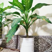 دو گل دیفن باخیا|گل و گیاه طبیعی|نیشابور, ده حلاج|دیوار