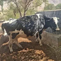 گاو|حیوانات مزرعه|یزد, |دیوار