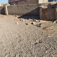 کبوتر ساده|پرنده|نیشابور, کوی حسینی|دیوار