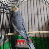 عروس هلندی ، طوطی گرینچیک و طوطی برزیلی