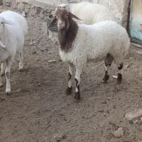 بره نر قوچی و بوقلمون|حیوانات مزرعه|بیرجند, |دیوار