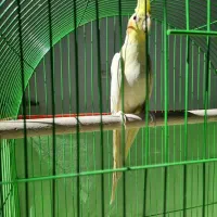 عروس هلندی نر بالغ