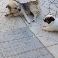 واگذاری سگ|سگ|فرخشهر, |دیوار