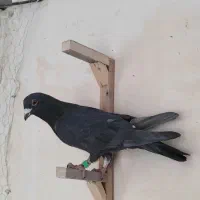 کفترصید،بوم شهرستان