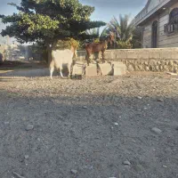 دو عدد بز پاکستانی|حیوانات مزرعه|شمیل, |دیوار