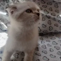 بچه گربه های ناز و بغلی