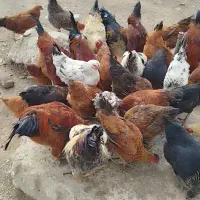 تعداد ۹۰عدد خروس مرغ درشت محلی جوان اماده به تخم|حیوانات مزرعه|قرچک, داوود آباد|دیوار