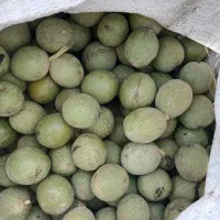 گردوی کاغذی