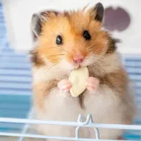 همستر ماده زیبا