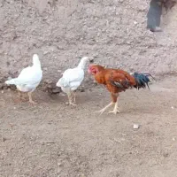 مرغ و خروس لاری اصیل