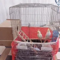 یک جفت عروس هلندی لوتینو|پرنده|مرودشت, بیست متری بیمارستان|دیوار