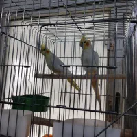 عروس‌هلندی|پرنده|نمین, |دیوار