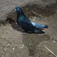 کبوتر پرشی