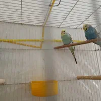 جفت مرغ عشق با دوتا تخم