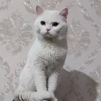 گربه اسکاتیش ۲سالش عقیم شده