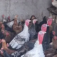 مرغ و خروس|حیوانات مزرعه|کاشان, شهرک صنعتی کویر|دیوار