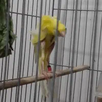 قناری جیور..|پرنده|قم, شهرک فاطمیه|دیوار