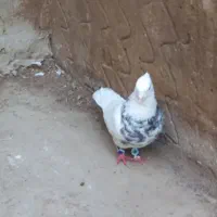 طوقی هفت رنگ و سوسکی|پرنده|گنبد کاووس, |دیوار