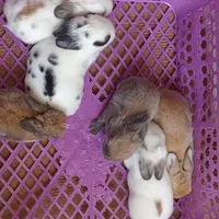 بچه خرگوش ناز