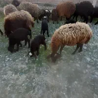 گوسفندبره دار