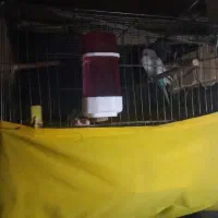 مرغ عشق نر دو رگه|پرنده|قلعه نو, |دیوار