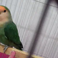 گمشده