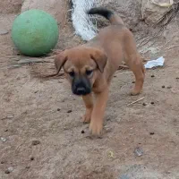 توله سگ نگهبانی|سگ|اردبیل, |دیوار