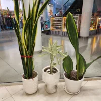 کاکتوس بزرگ باگلدان فروش بدلیل جمع آوری فروشگاه