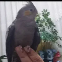 عروس هلندی گمشده