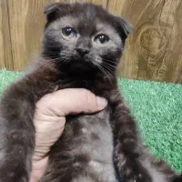 اسکاتیش قهوای|گربه|تهران, امام زاده عبدالله|دیوار