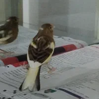 قناری۴|پرنده|رشت, ولکس|دیوار