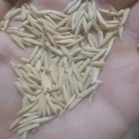 شالی بذری فجر ۹۰