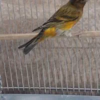 سهره