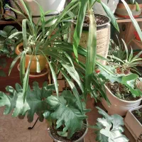 گل های آپارتمانی