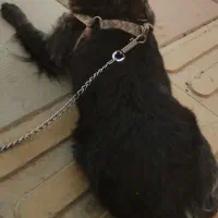 یک قلاده سک خانگی|سگ|چهارباغ, |دیوار