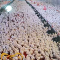 یه کارگر مرغداری با خوانواده همراه بیمه و