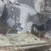 کبوتر پلاکی