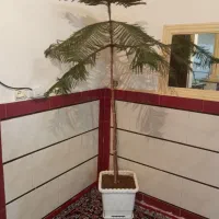 فروش کاج تبقاطی