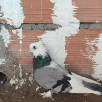 کبوتر|پرنده|خان ببین, |دیوار