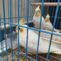 عروس هلندی سرلاکی و دون خور|پرنده|قدس, شهر‌قدس|دیوار