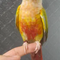 طوطی اهلی و بغلی بوس میده