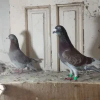 کبوتر