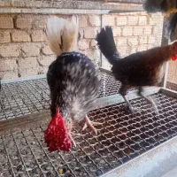 خروس گلین چهل تاج و ریشو