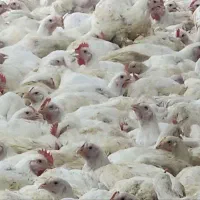 فروش مرغ زنده روستای فتح آباد کیلویی ۱۰۸/۰۰۰